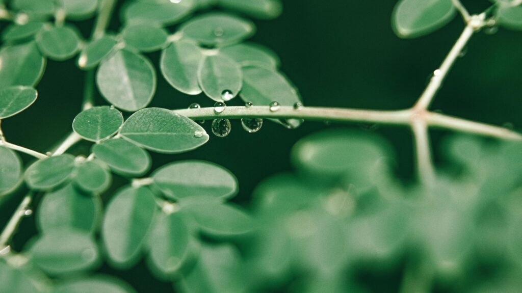 moringa leaf